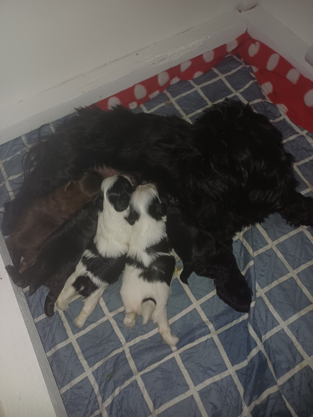 Chiot Shih Tzu Du Village De Raimbourg