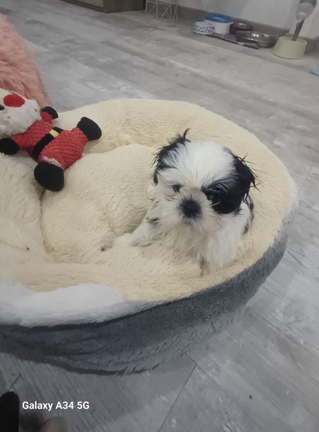 Du Village De Raimbourg - Chiots disponibles - Shih Tzu