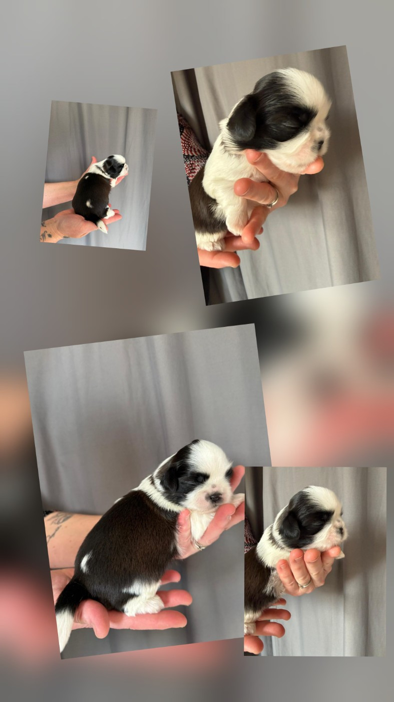 Du Village De Raimbourg - Chiots disponibles - Shih Tzu