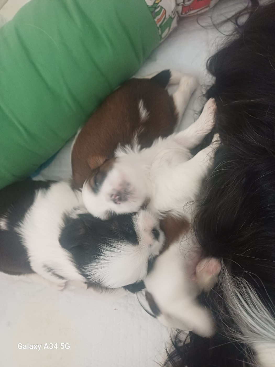 Du Village De Raimbourg - Shih Tzu - Portée née le 10/02/2026