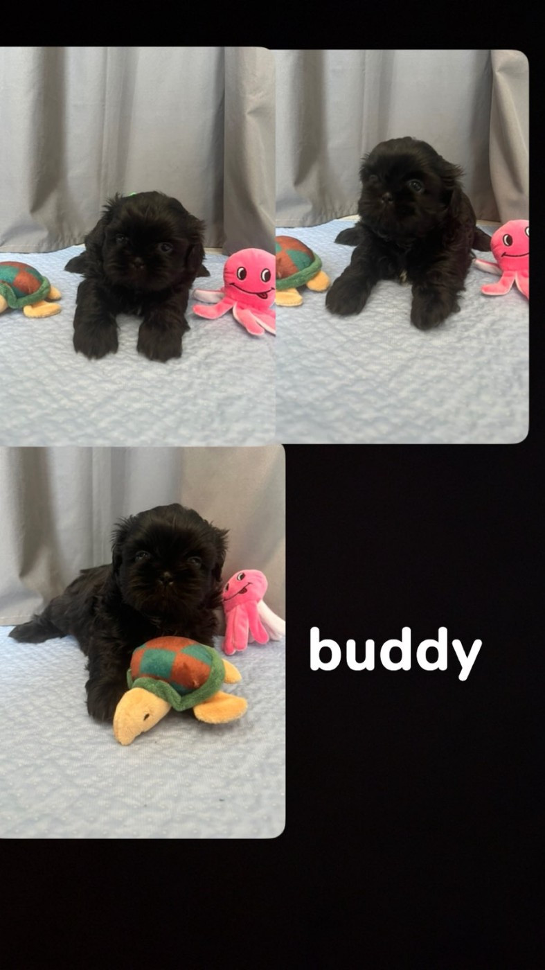 Du Village De Raimbourg - Chiots disponibles - Shih Tzu