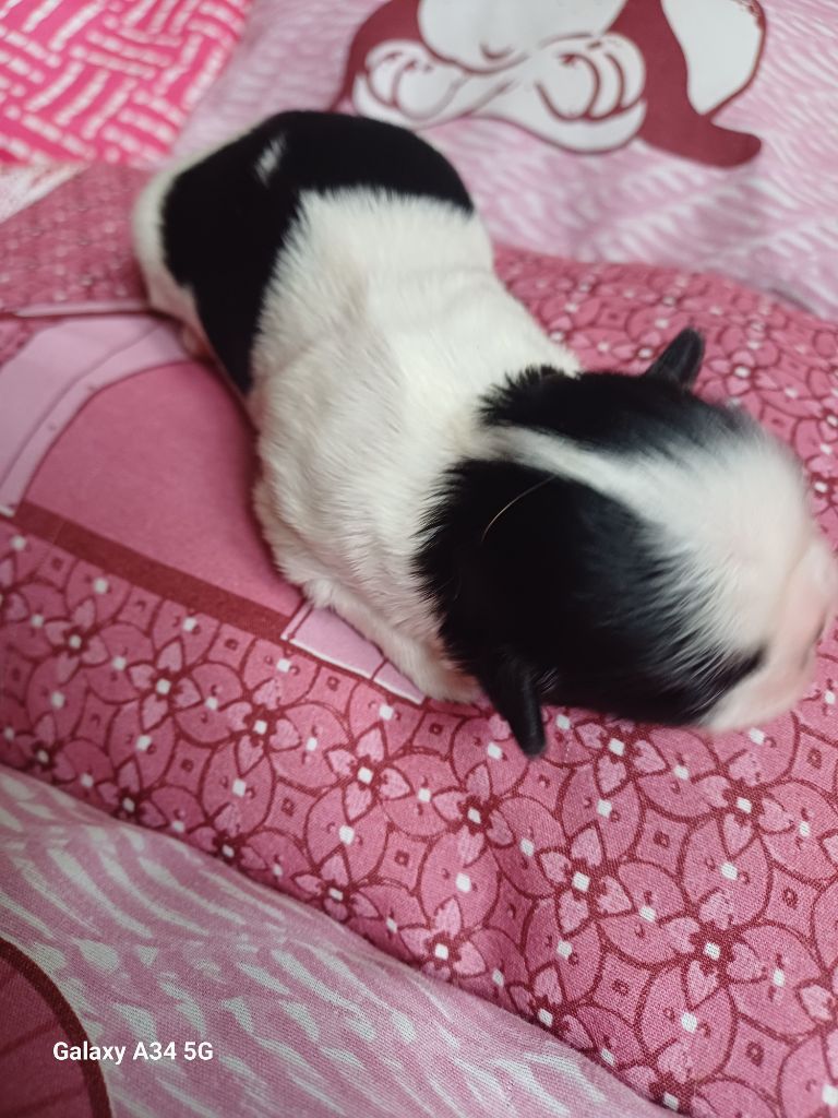 Du Village De Raimbourg - Chiots disponibles - Shih Tzu