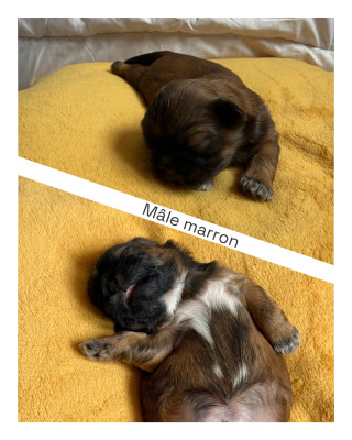 Baïko