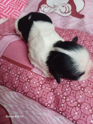 Bebe 2 