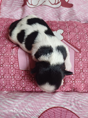 Bebe 1