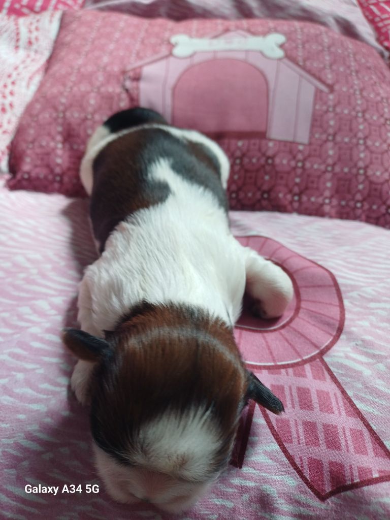 Bebe 4 