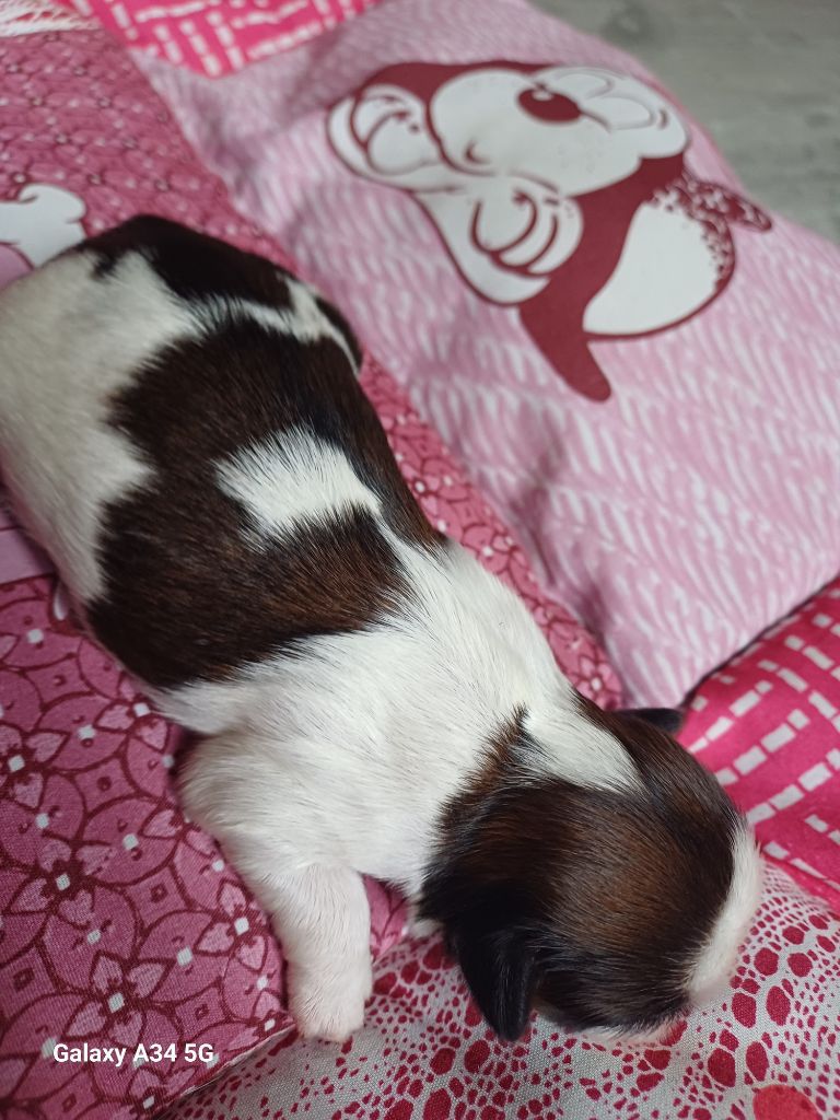 Du Village De Raimbourg - Chiots disponibles - Shih Tzu