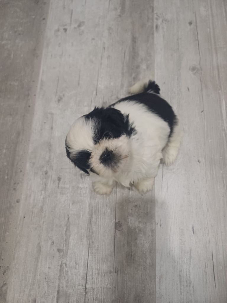 Du Village De Raimbourg - Chiots disponibles - Shih Tzu